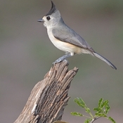 Black-crested Titmouse